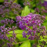 赏金女王的影响力:如何在行业中树立威望 m0h4pty4c4